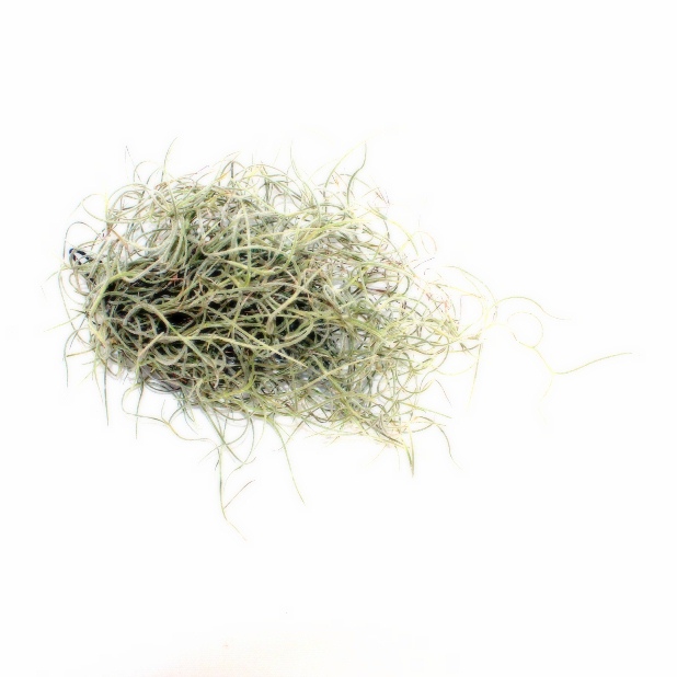 tillandsia, tillandsia usenoides, marczika tillandsia, elado tillandsia, tillandsia vasarlas tillandsia usenoides fiatal szakall bromelia telep kozismert neven szakallka a marczika kerteszettol